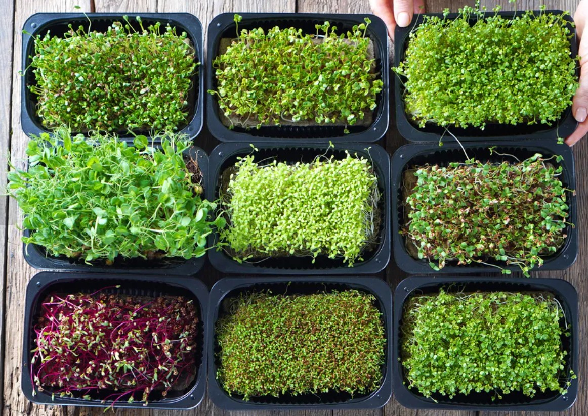 Micro Greens